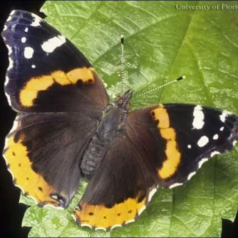 thumbnail for publication: Red admiral Vanessa atalanta rubria (Fruhstorfer) (Insecta: Lepidoptera: Nymphalidae: Nymphalinae)